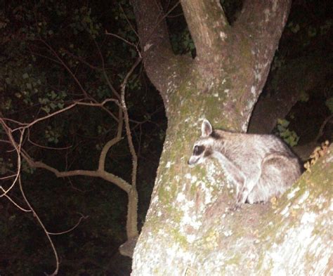 can raccoons climb sheet metal|why do raccoons not climb.